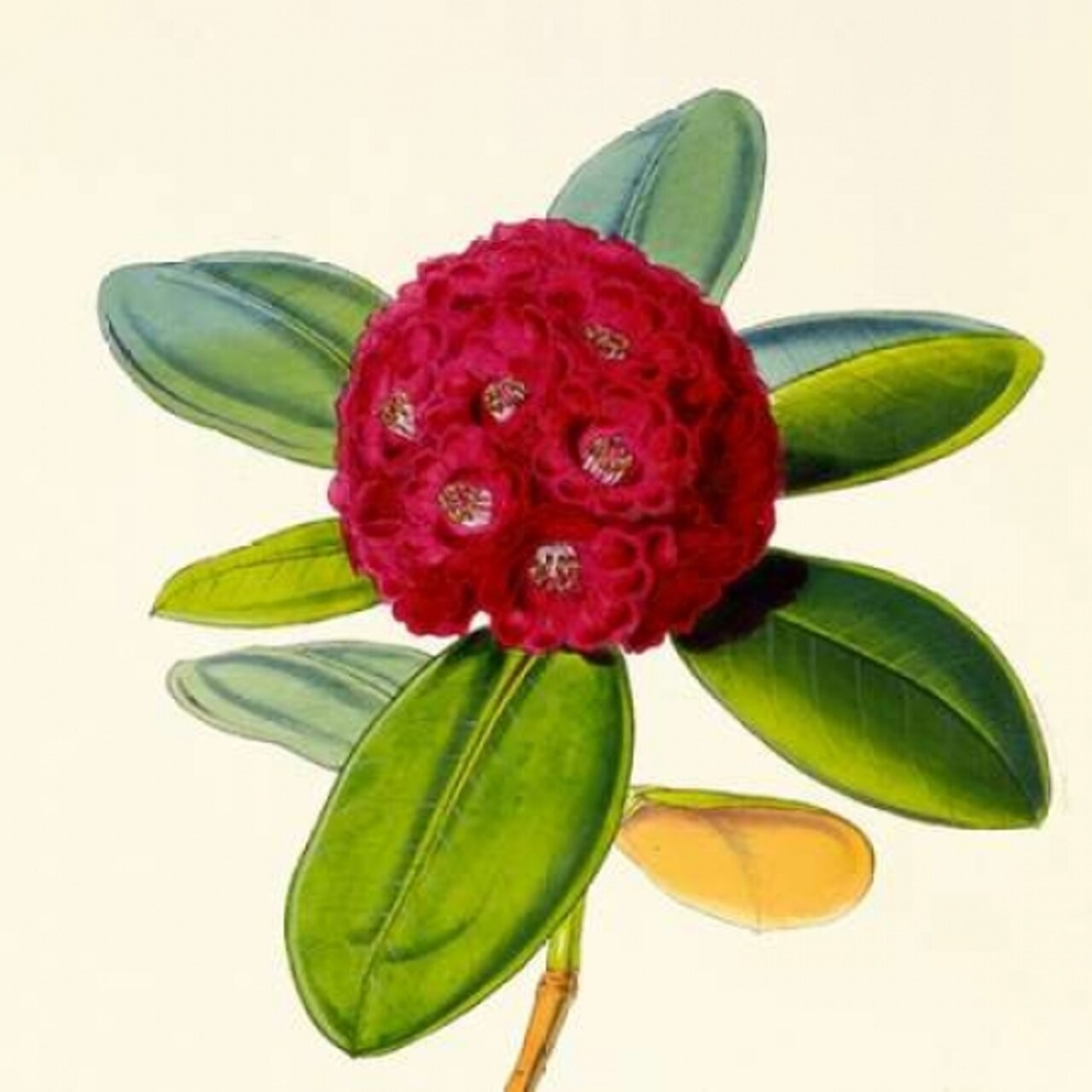 Rhododendron Fulgens Flower Poster Print by Joseph Dalton Hooker